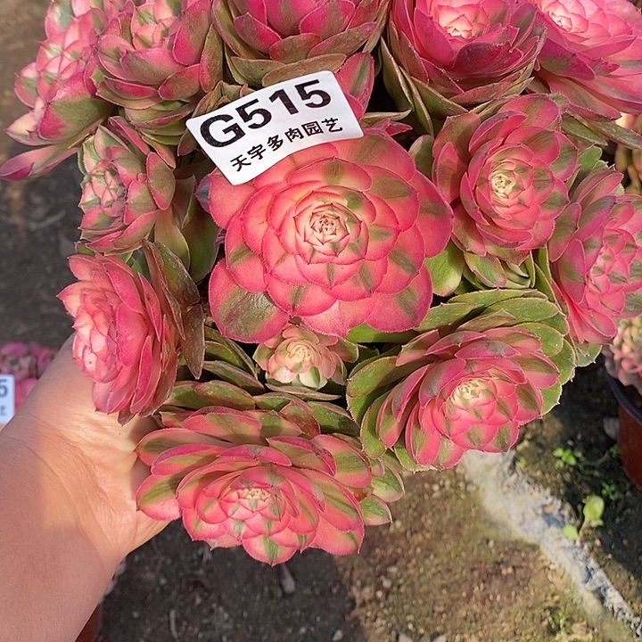 空***花多肉植物荔枝515多肉