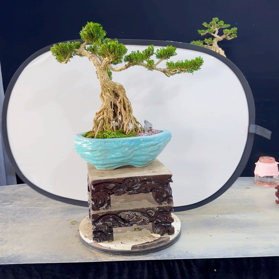 高端盆景艺术作品