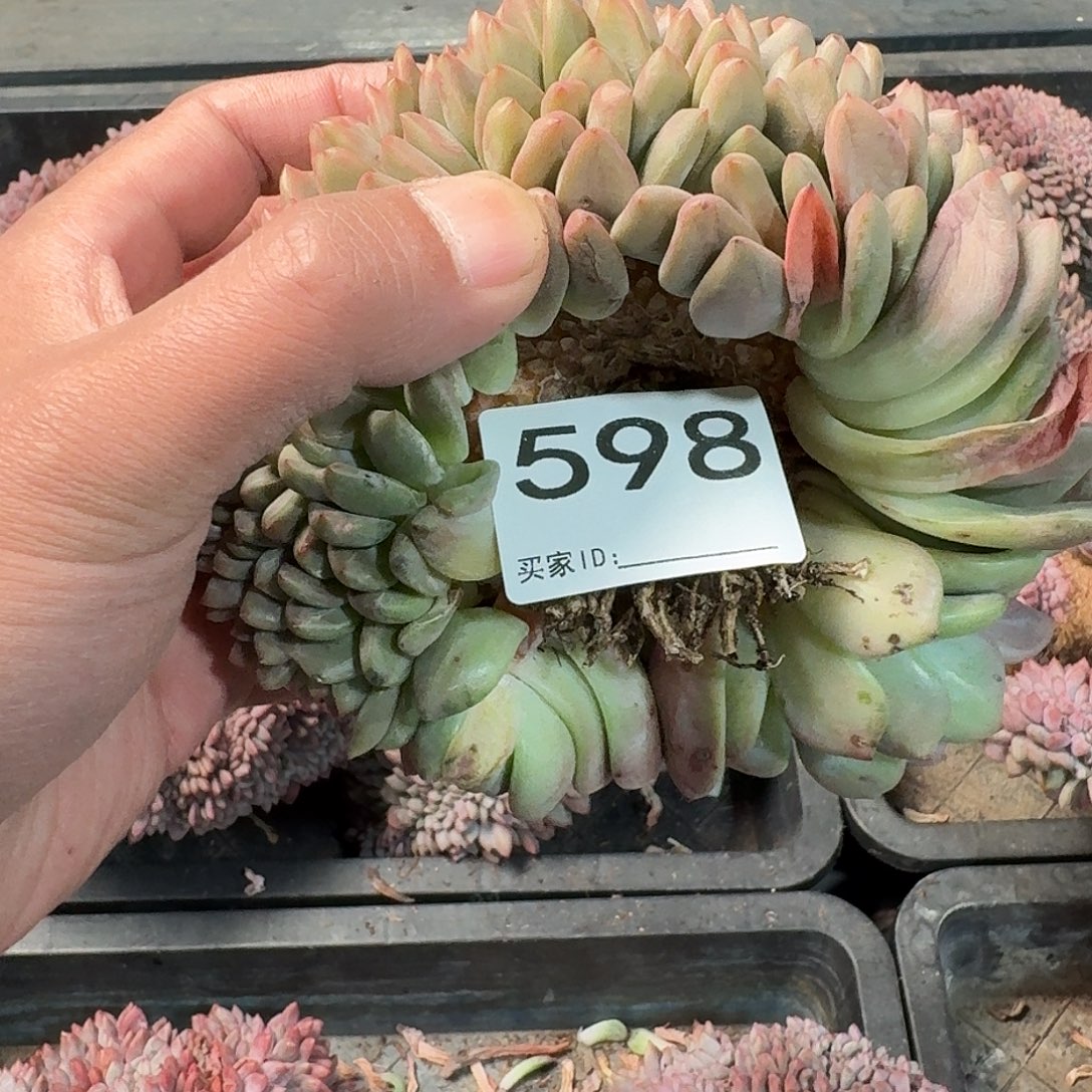 #598售后时间签收起7天内