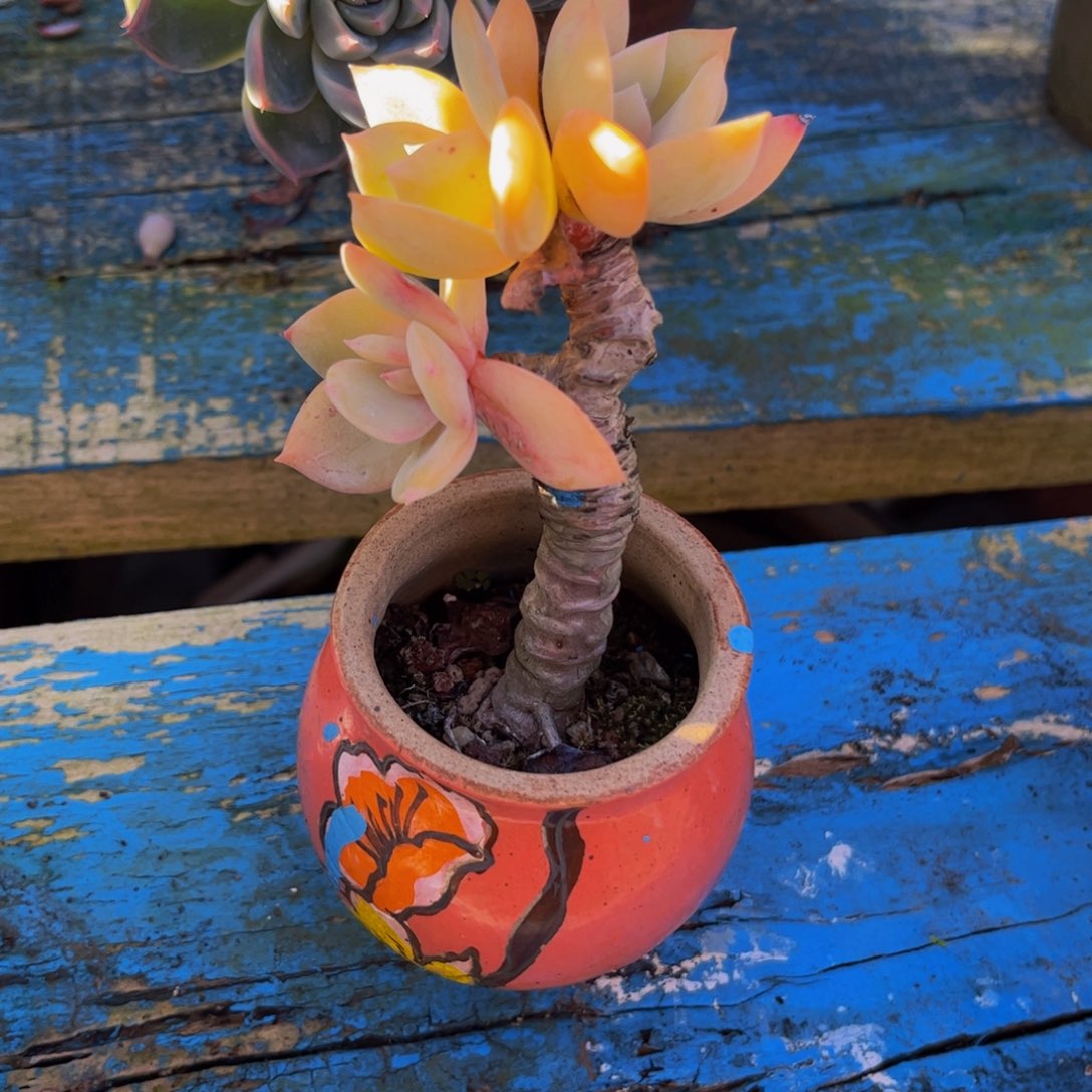 新疆西藏内蒙不发货，白凤带盆