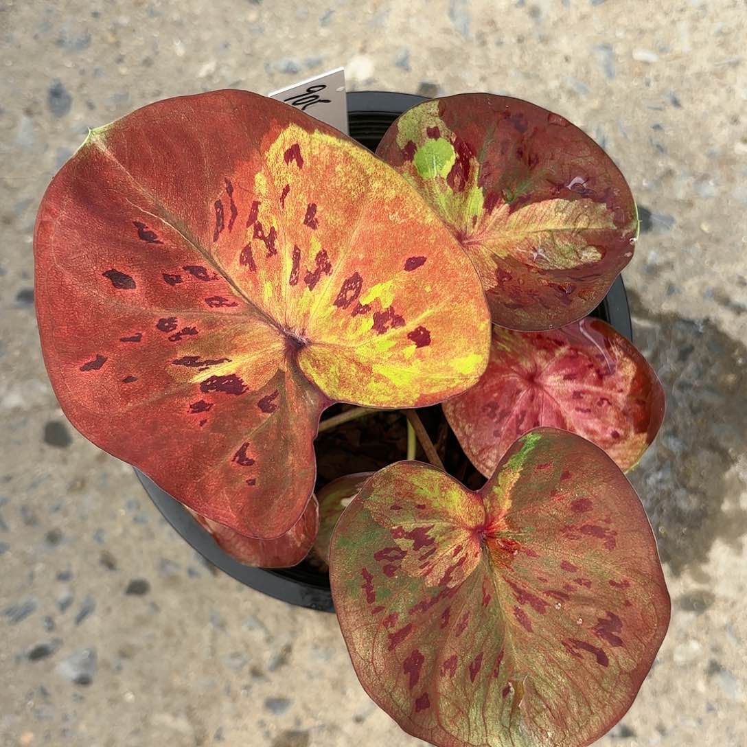 905-0123moonlight彩叶芋泰国发货