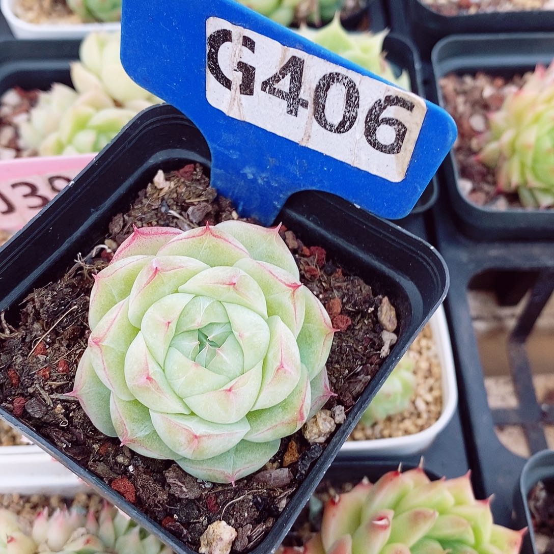 福利5cm多肉植物