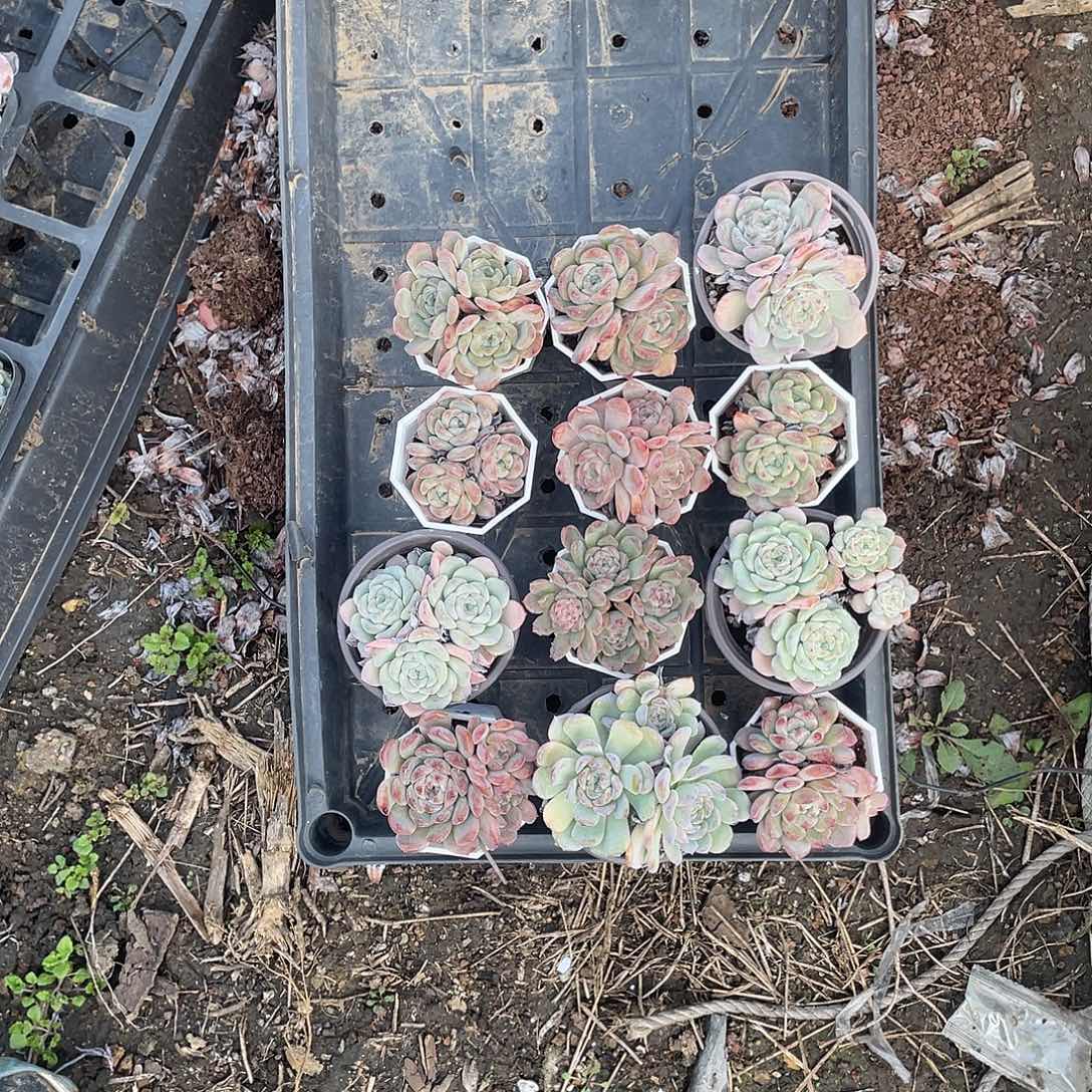 清***吴你的孩子是什么意思嘛