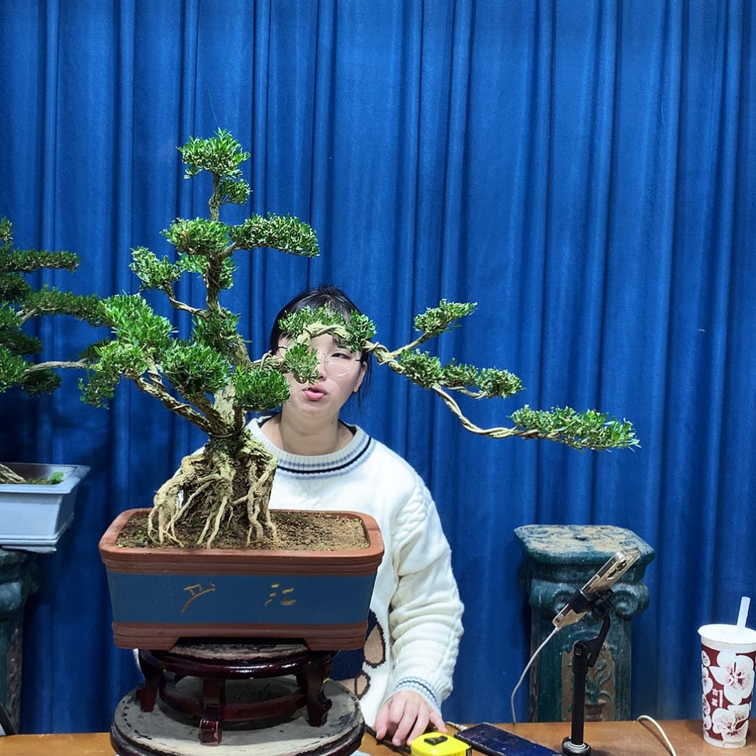 无花朵黄杨盆景一物一拍