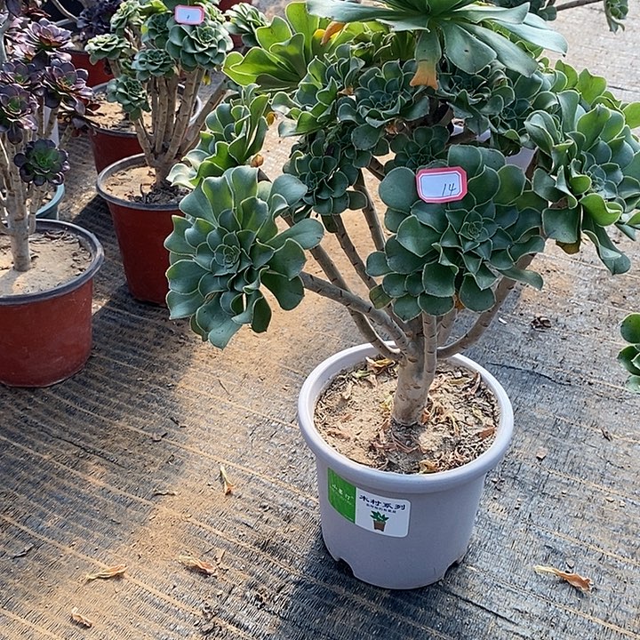 14，绿法师多肉法师多肉法师