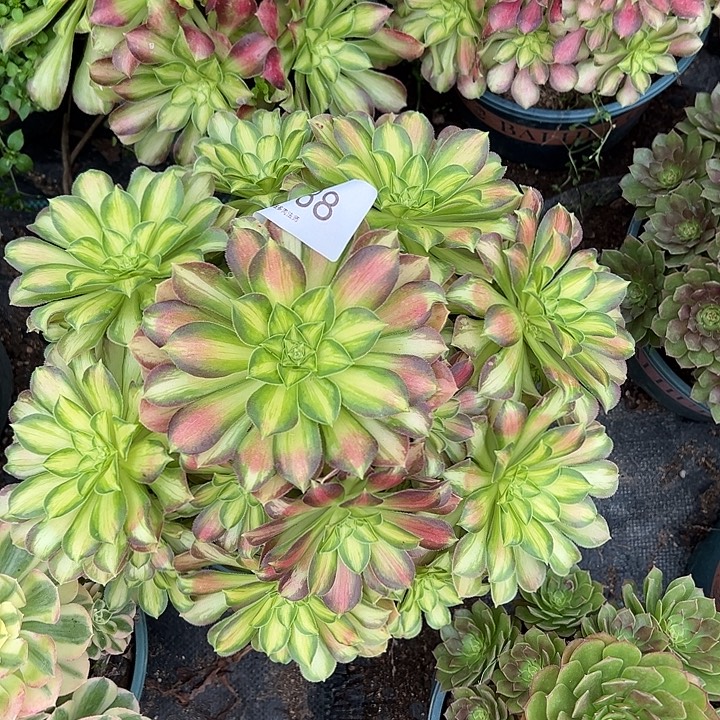 0388韶华多肉植物