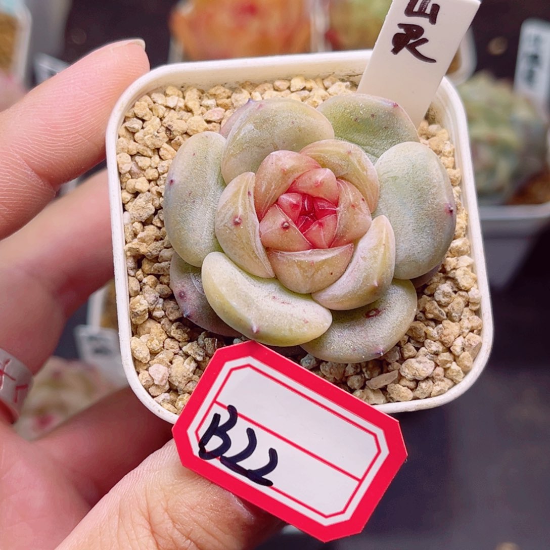 B22 一物一拍 山灵