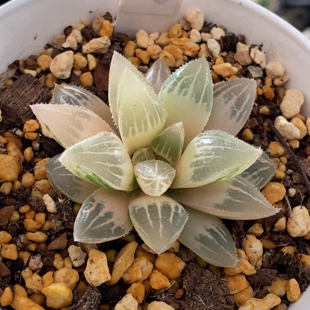 171号糊斑冰沙糖锦