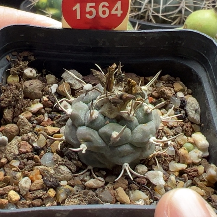 实生优选娇丽2.6cm