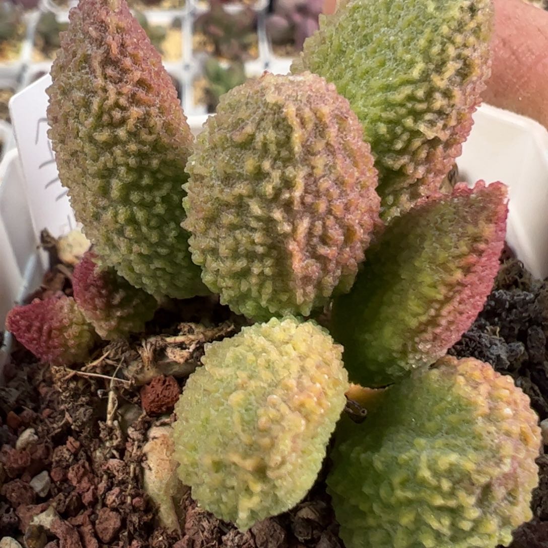 实生新品多肉植物水泡