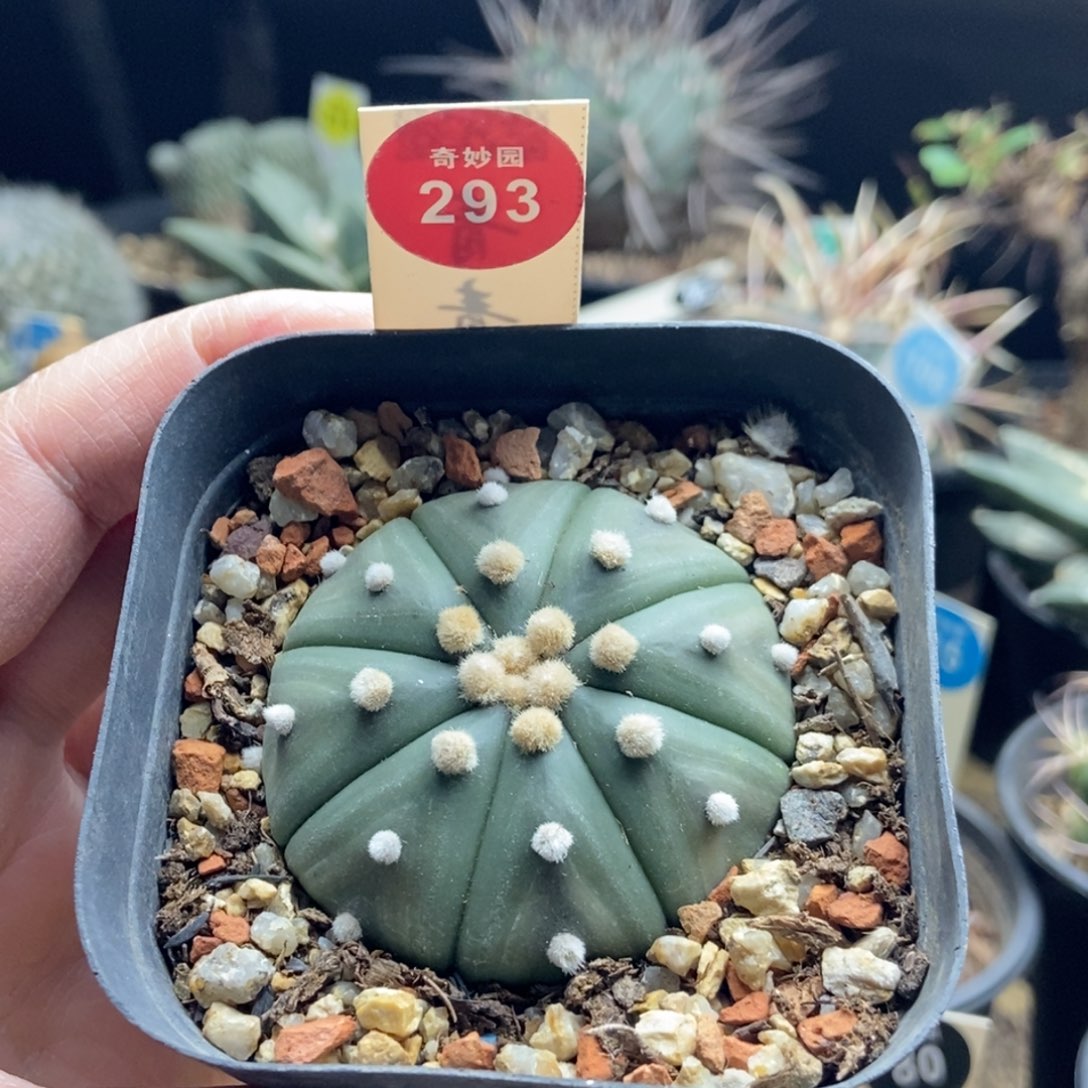 实生大尤高绒海星兜