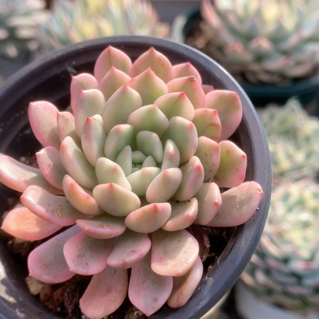 051红宝石锦锦锦锦锦锦