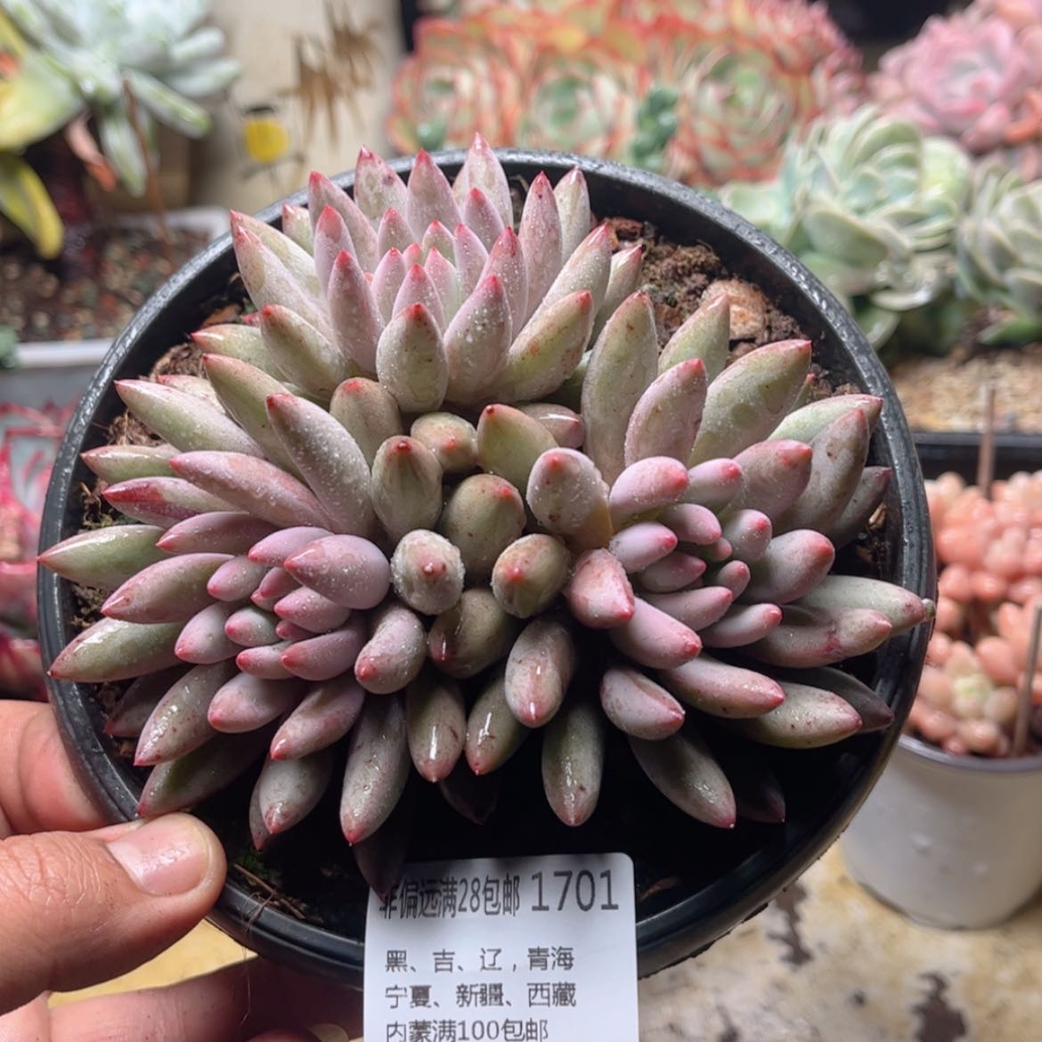 【闪购商品】1701虞美人