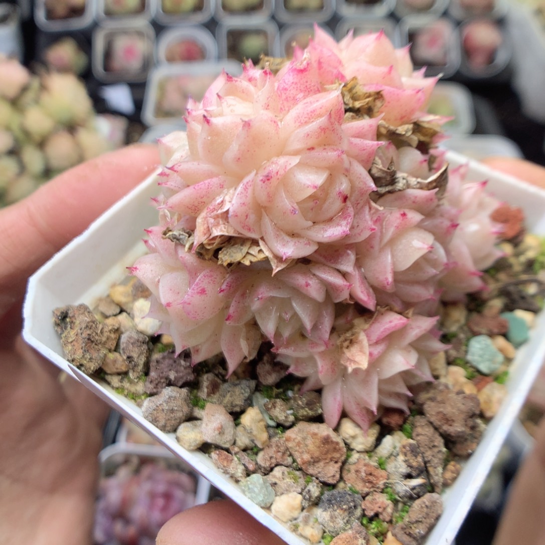 无花朵R108。yyyyyyy