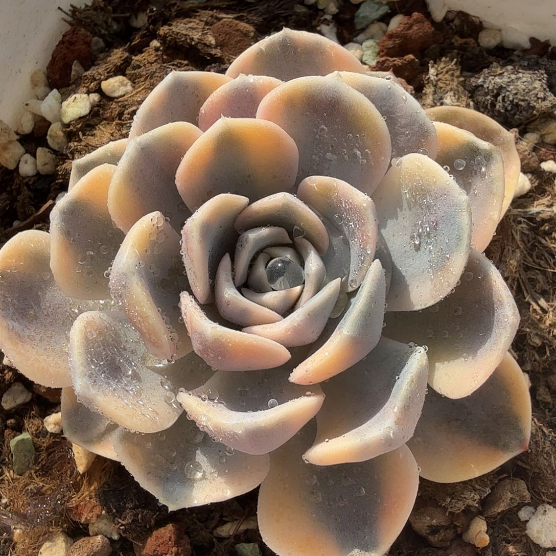 汉堡锦，多肉植物