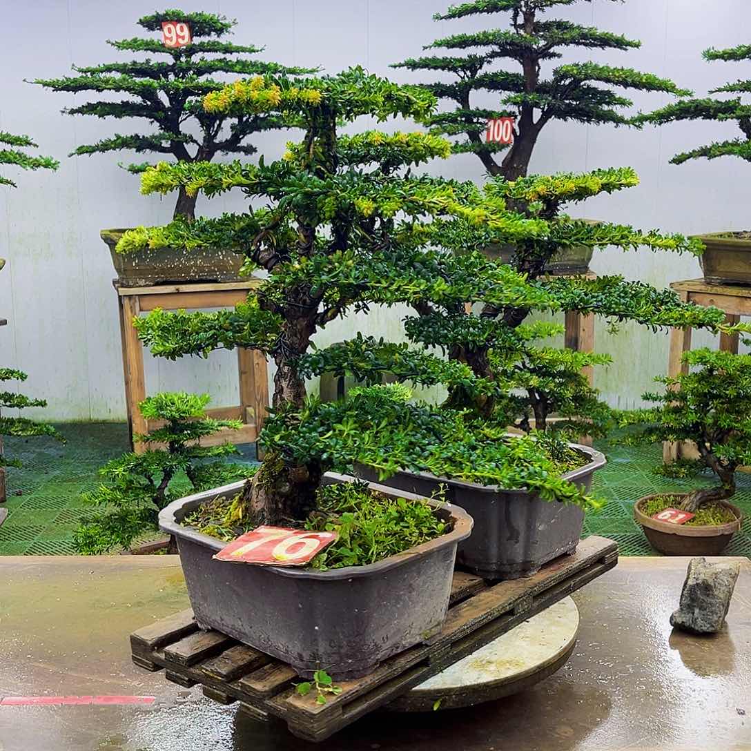 无花朵罗汉松盆景艺术作品