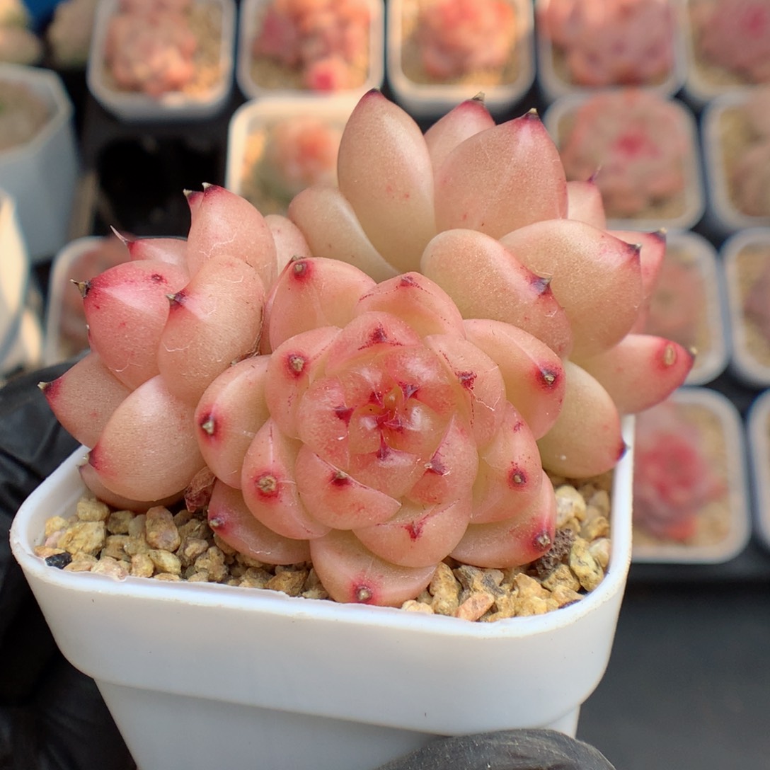 小**?多肉植物。 熊猫珍妮