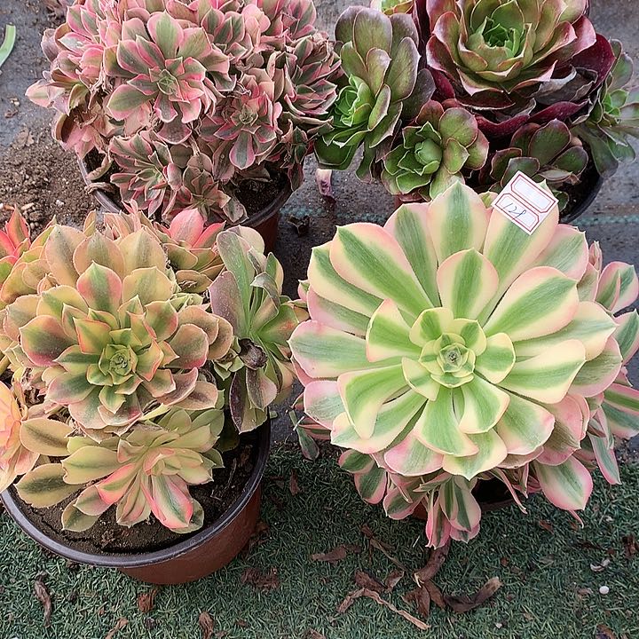 129四颗多肉植物