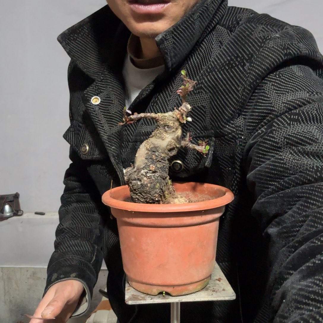 西***皮云南昭通红花平枝栒子