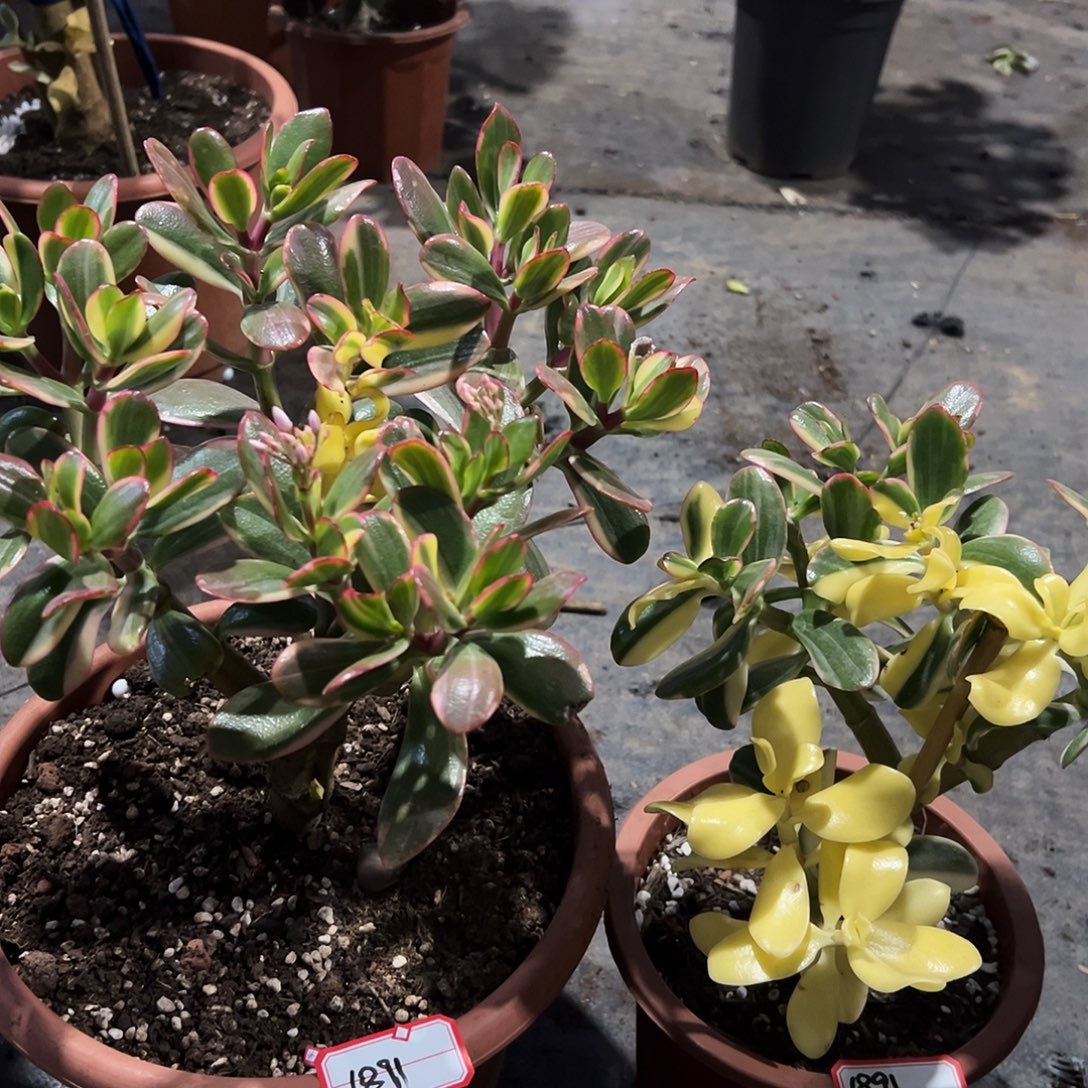 田****稀有三色花月白锦带盆变异➕白锦带盆