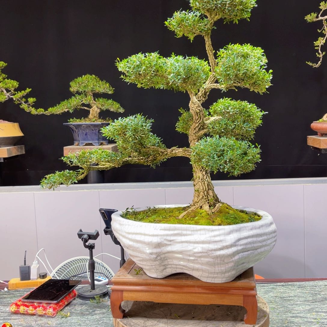 四季常青老桩黄杨盆景