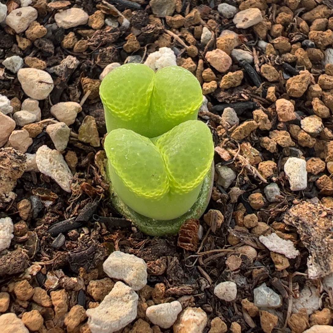 089多肉植物组合