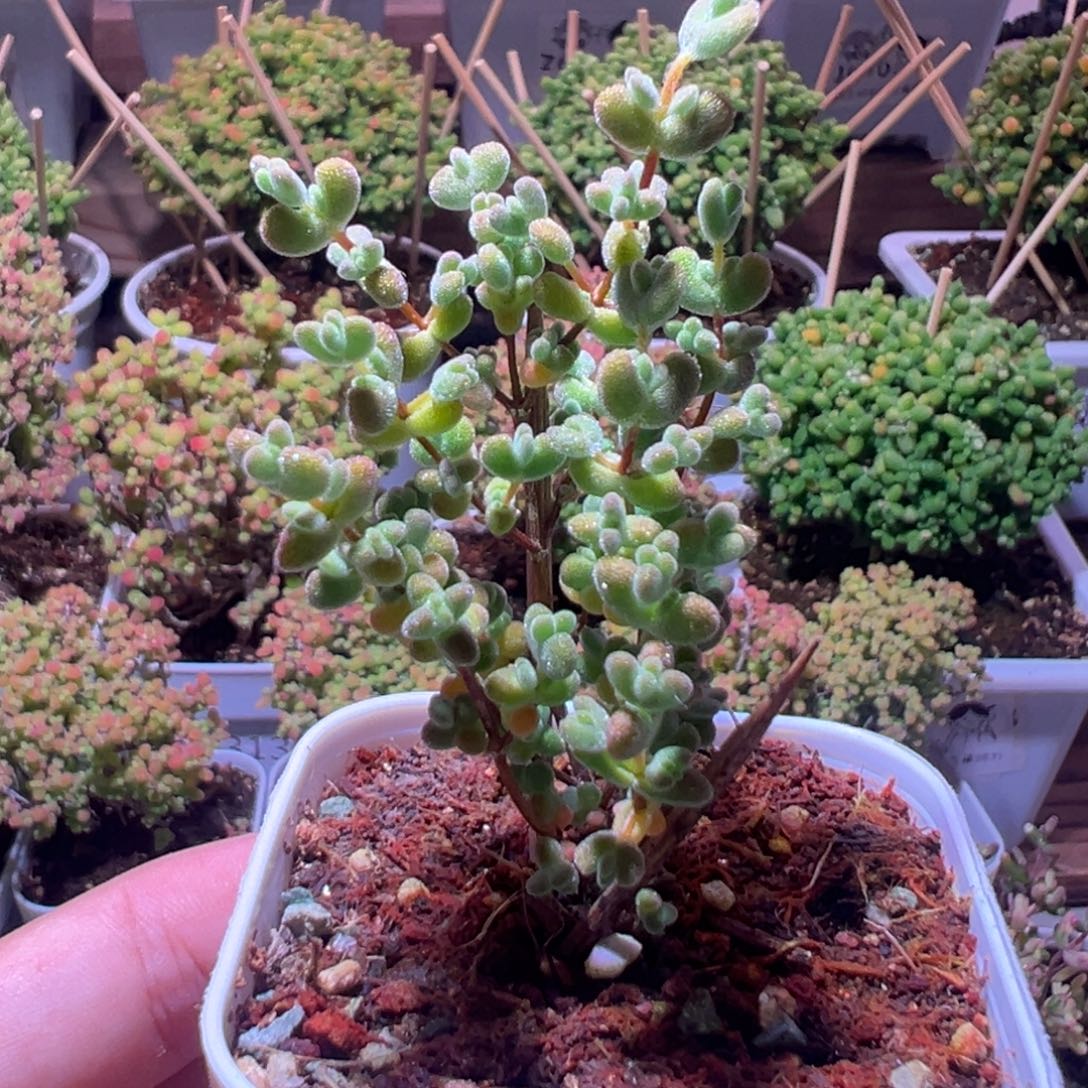 378薄荷莱斯一物一拍带盆土发货