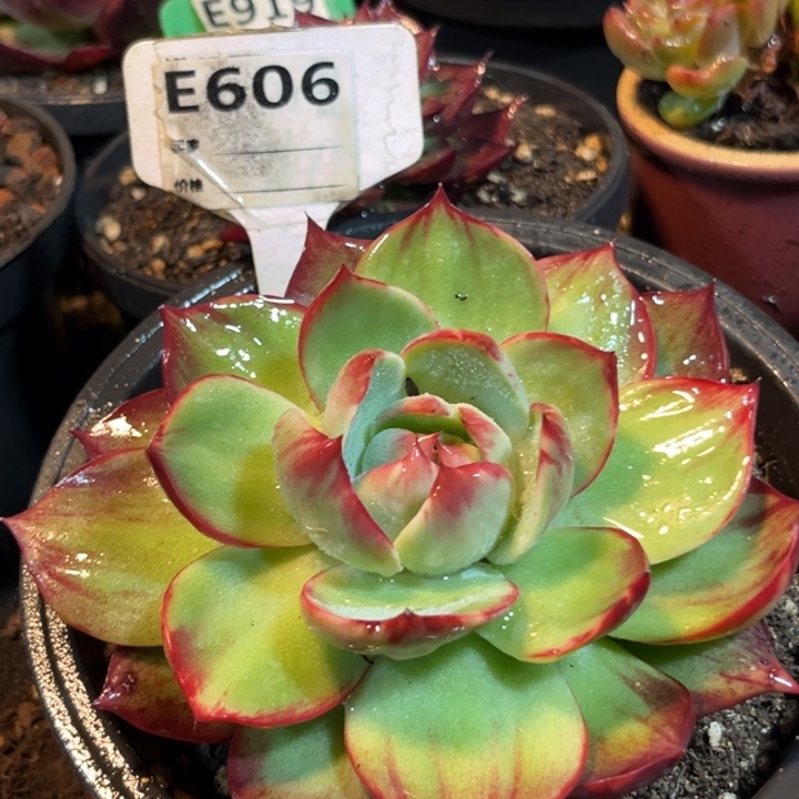 惊鸿一物一拍包装收缩花旱606