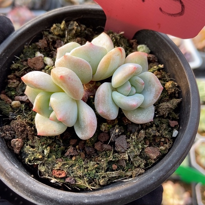 1445星影石化多肉植物