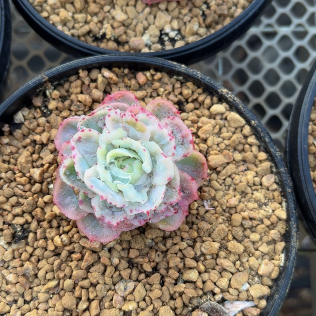 人***然哈哈哈哈哈哈不好宝贝不好哈哈不好