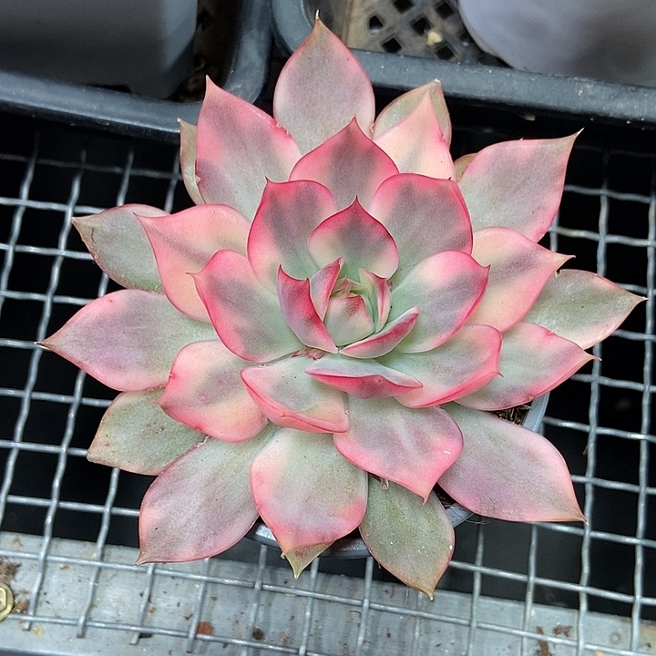 S***蛋宝莲灯锦多肉植物