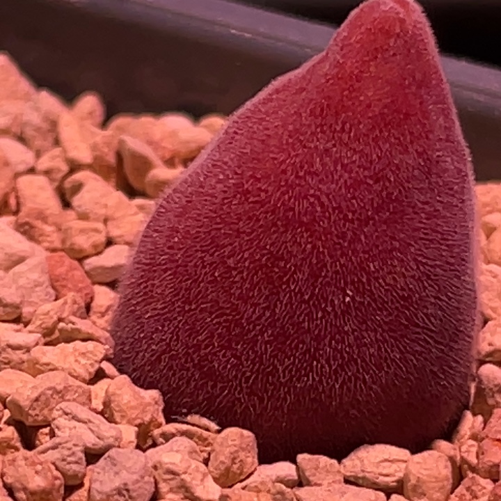 宝辉植物一物一拍