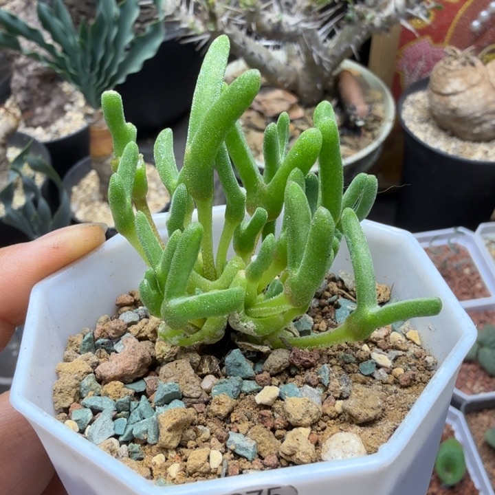 冰糕兔子375 （满28包邮）仙人球