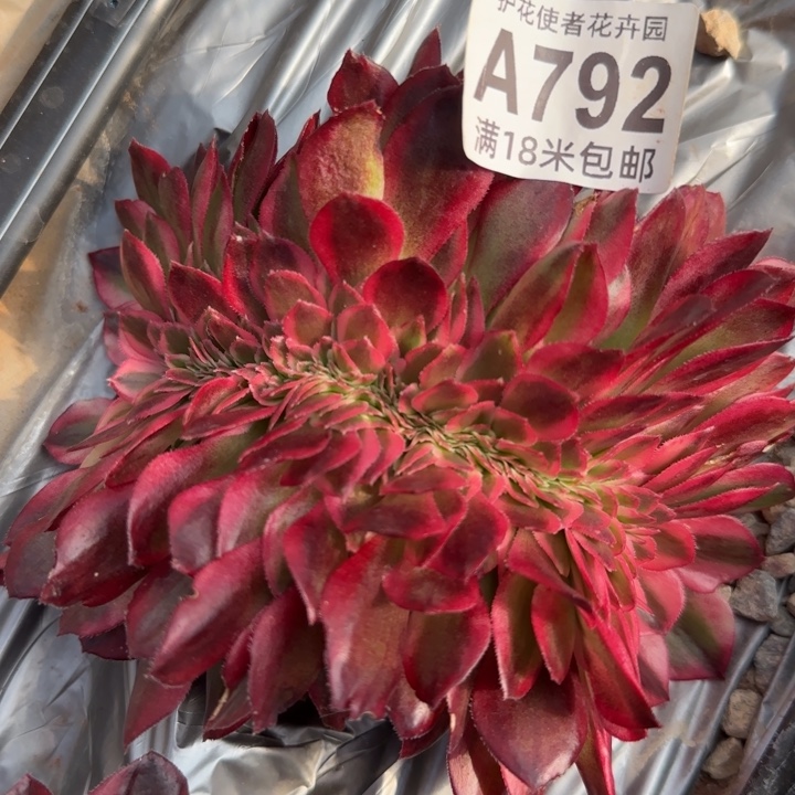 多肉法师荔枝缀化