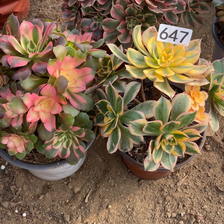 无花朵647组合无售后多肉