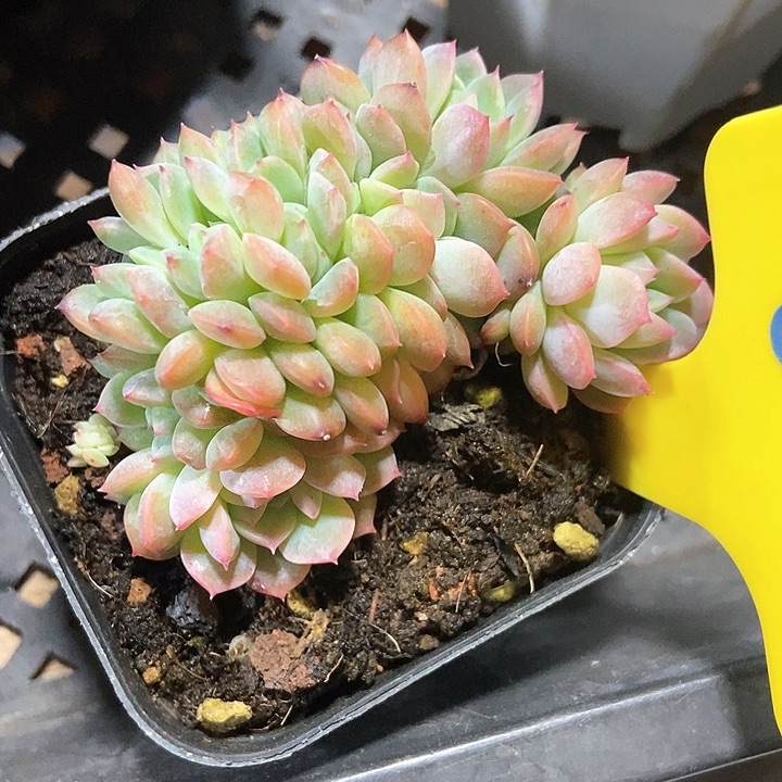 多肉植物640多肉