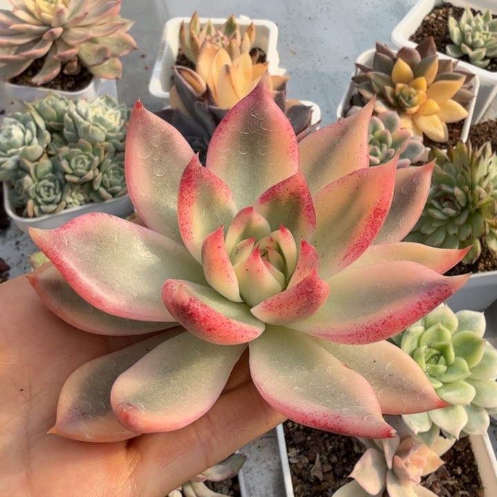 胭脂扣锦多肉植物