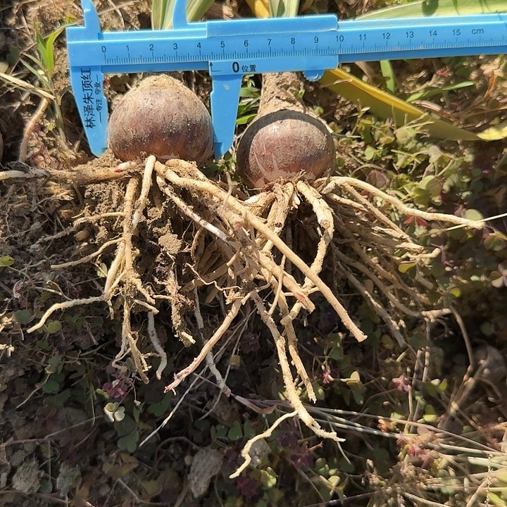 雏鹤朱顶红一棵4+