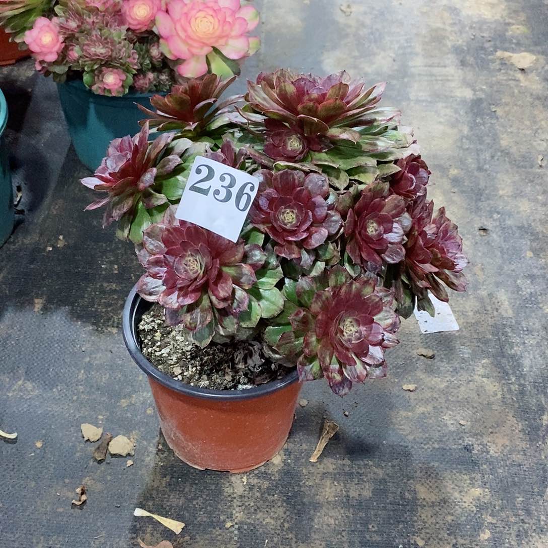 红丝绒236多肉法师植物