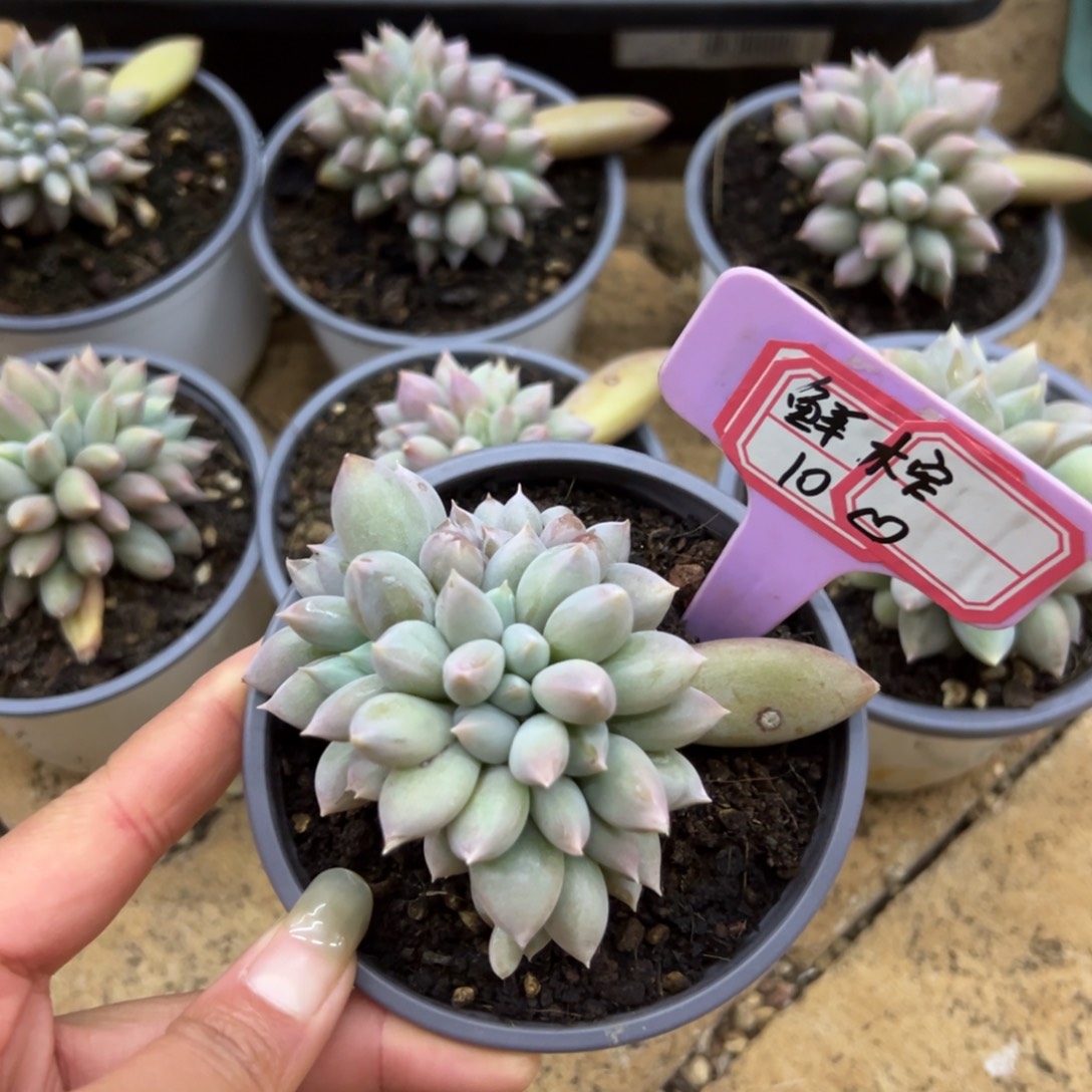 鲜***儿鲜榨 10、                 