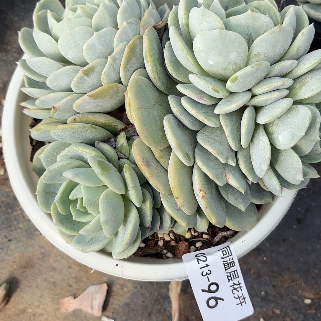 同温层多肉96劳林