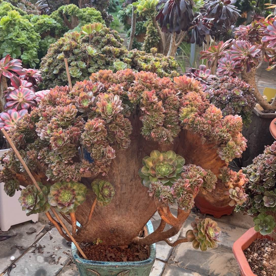 抹茶整版精品福利菜菜