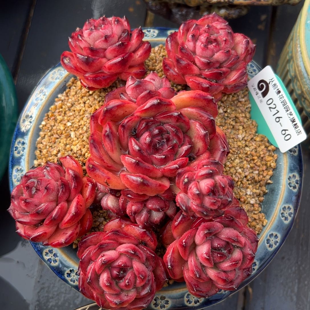 从前慢多肉精选编号0216.60