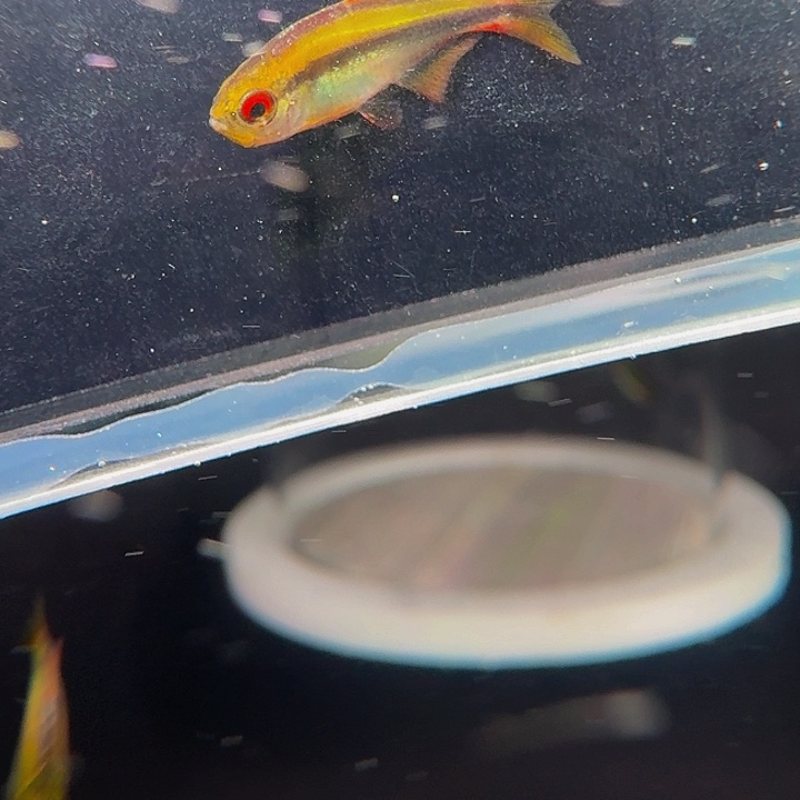 澜***灯科鱼B13-19 彩虹f1 2cm左右 1条