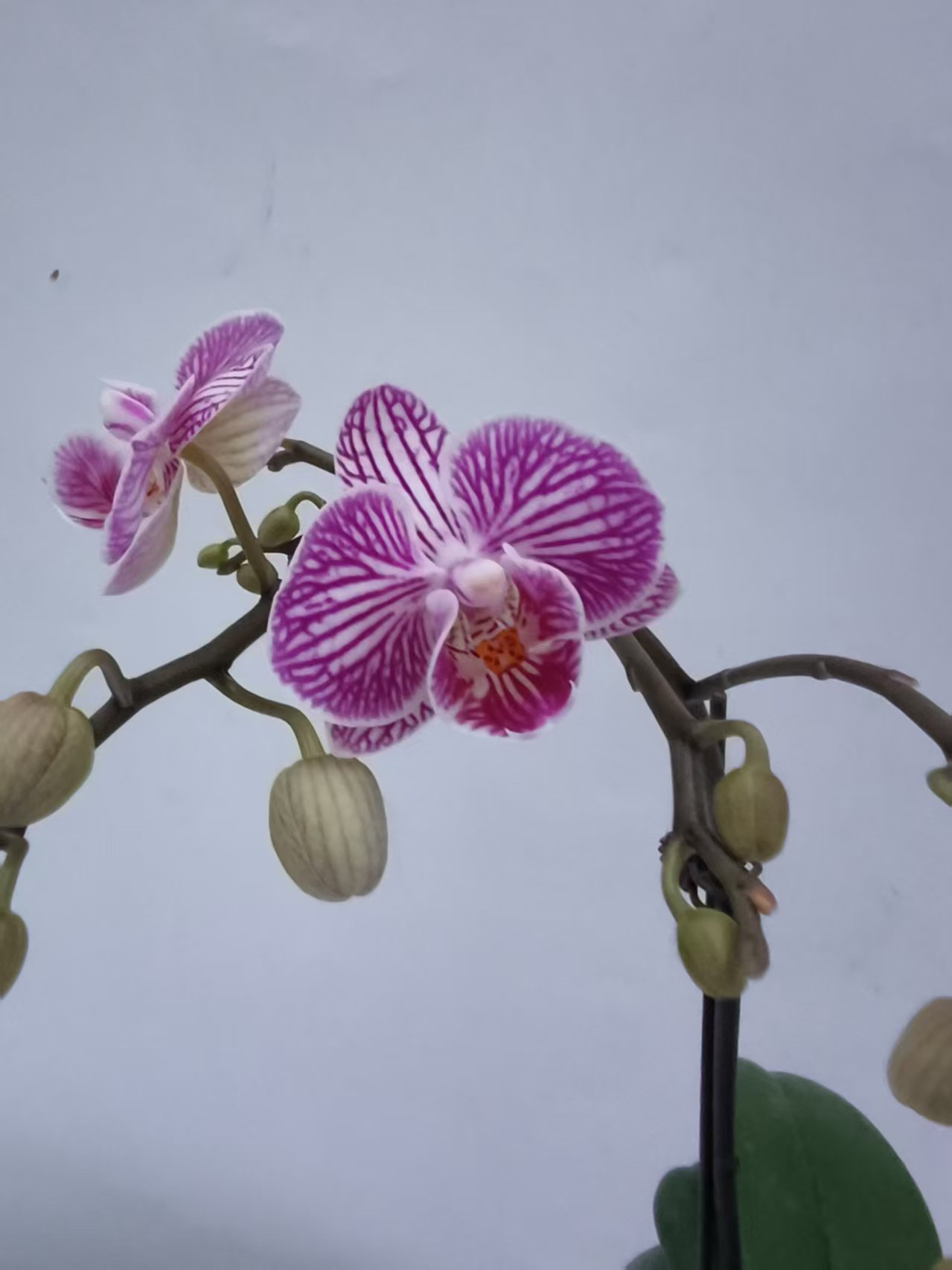 【美猴王双剑】梦语花卉蝴蝶兰，福利品，叶片瑕疵不售后