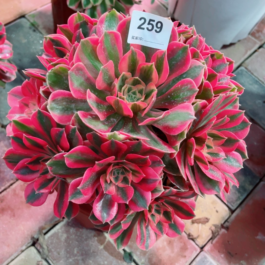 259红粉佳人法师多肉植物