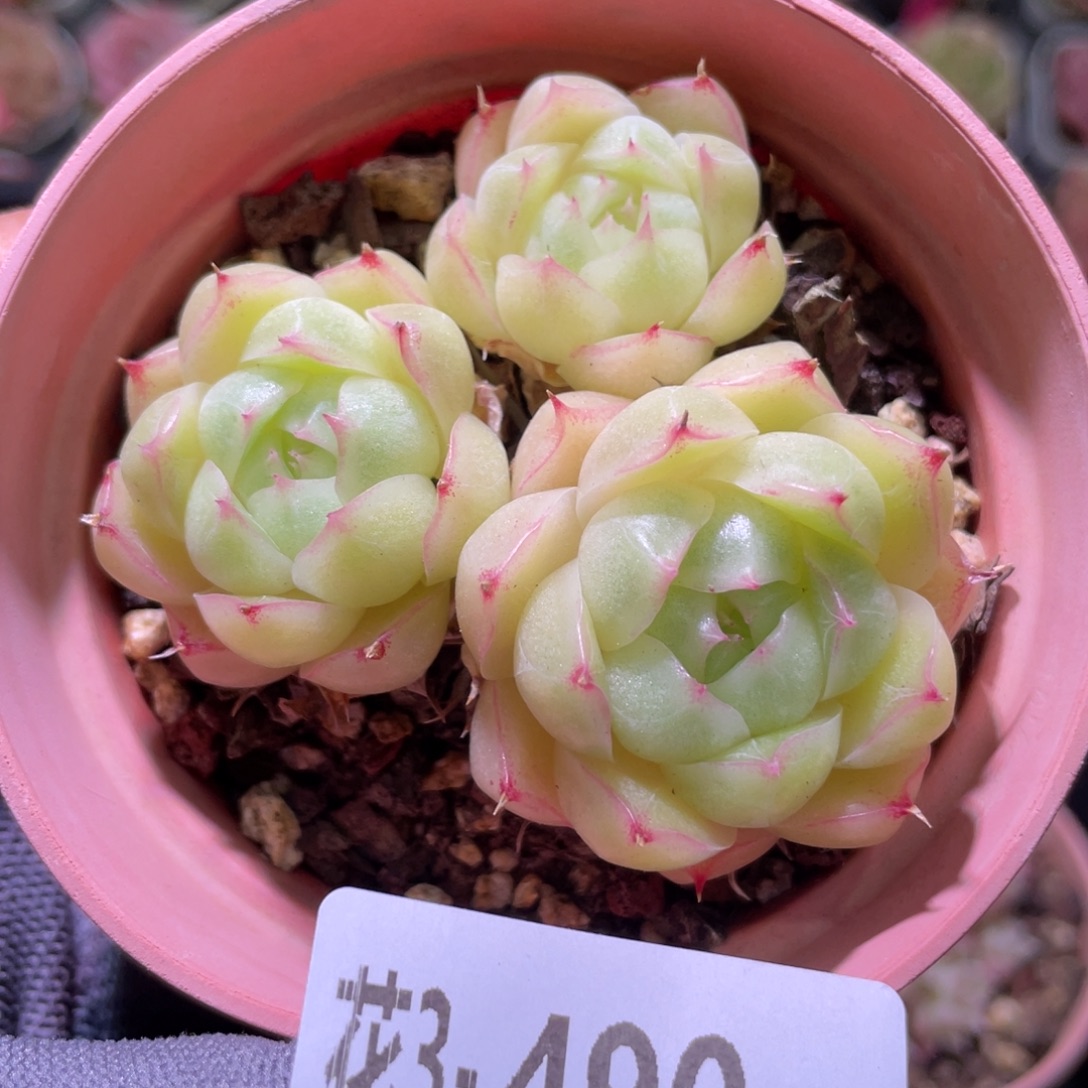 花利美3-490麦秆群