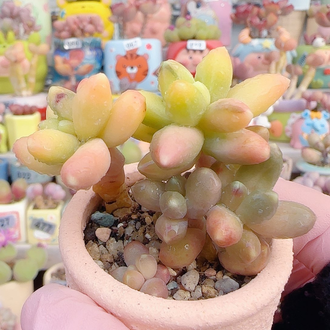L 椰子树天空美人锦 盆口4cm