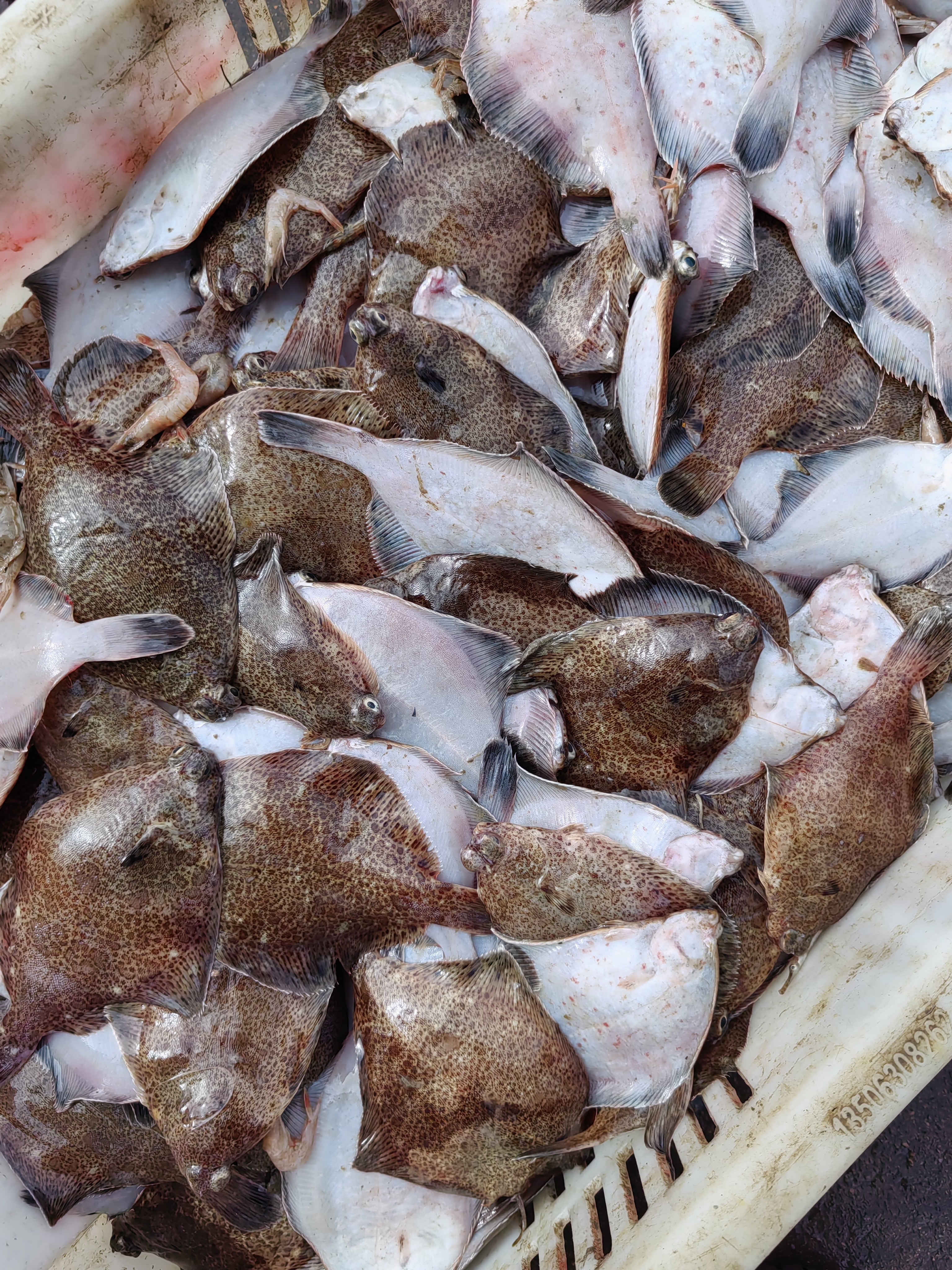 青岛崂山渔村野生小高眼鱼4斤