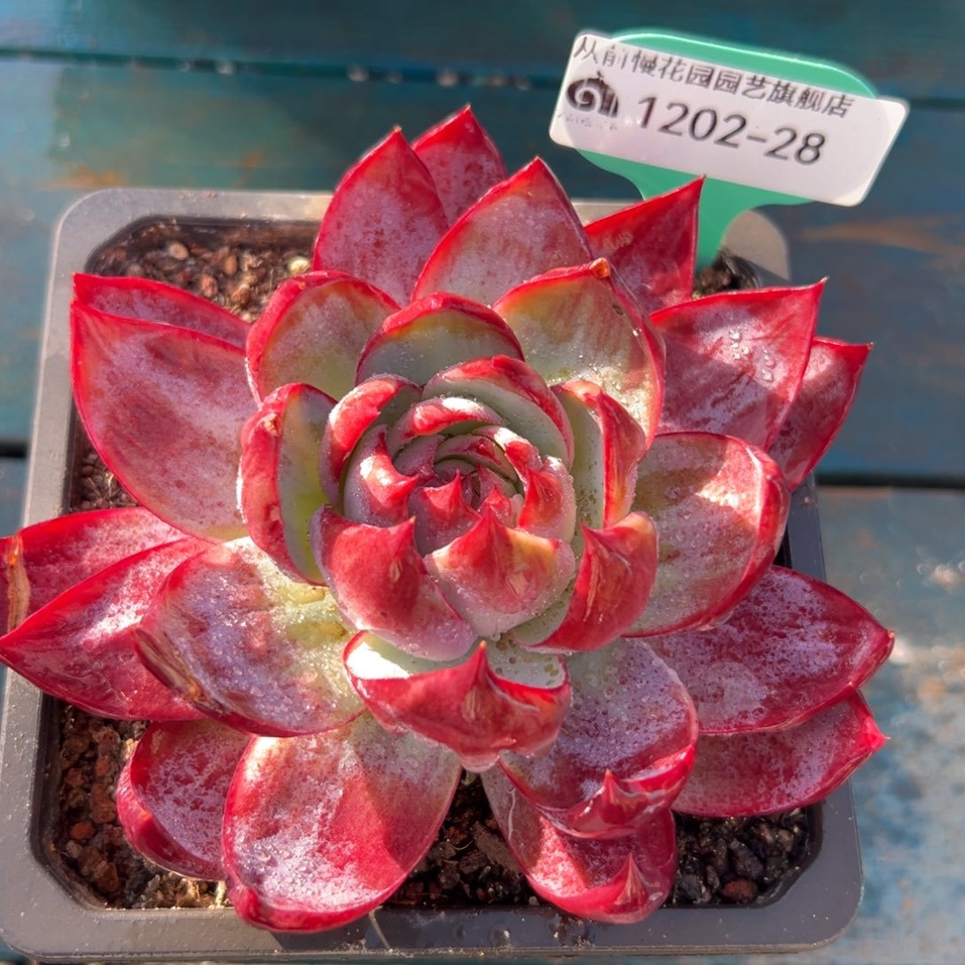 从前慢花园多肉编号1202-28